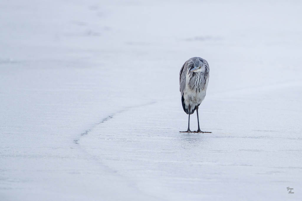 Héron Cendré (Ardea cinerea) Grey heron-151.jpg