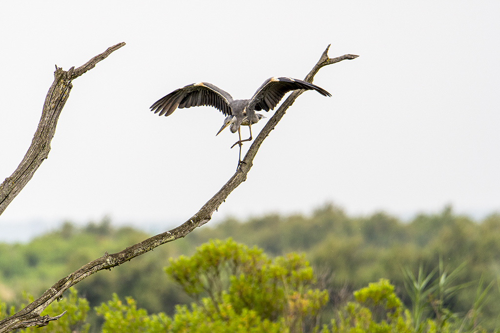 heron_DSC6944.jpg