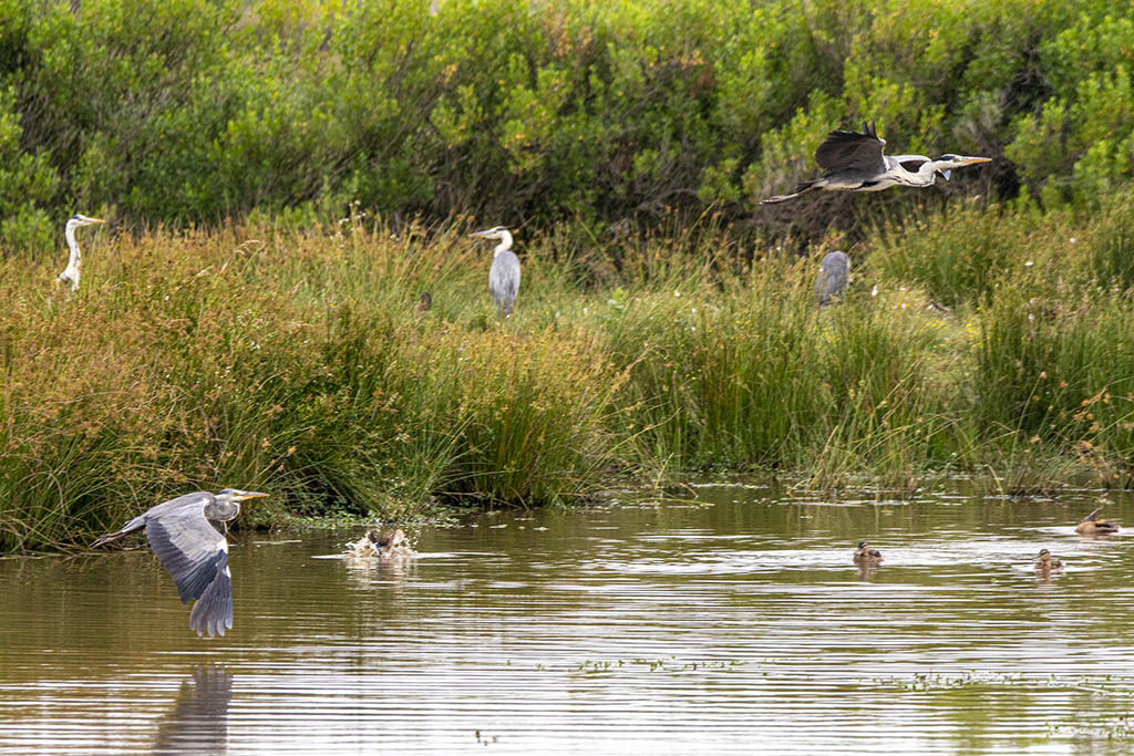 herons_DSC6961.jpg