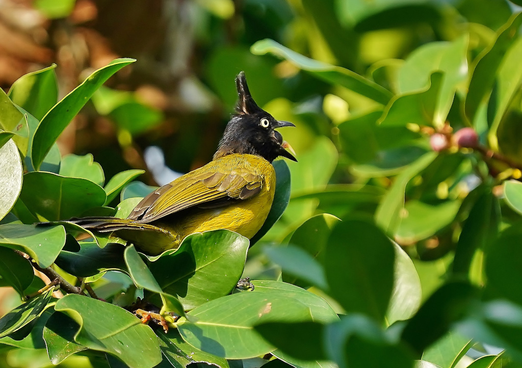 173.Bulbul à huppe noire -.JPG