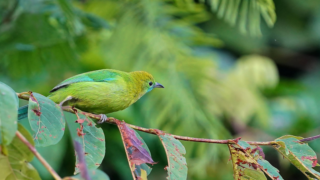 179.Verdin à tête jaune femelle.JPG