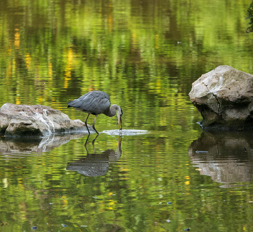 P1130522_HERON.jpg