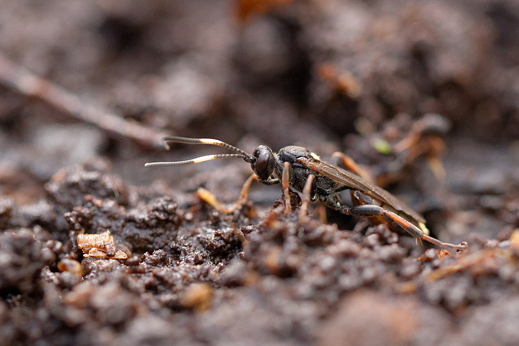 Ichneumon sp  1.jpg