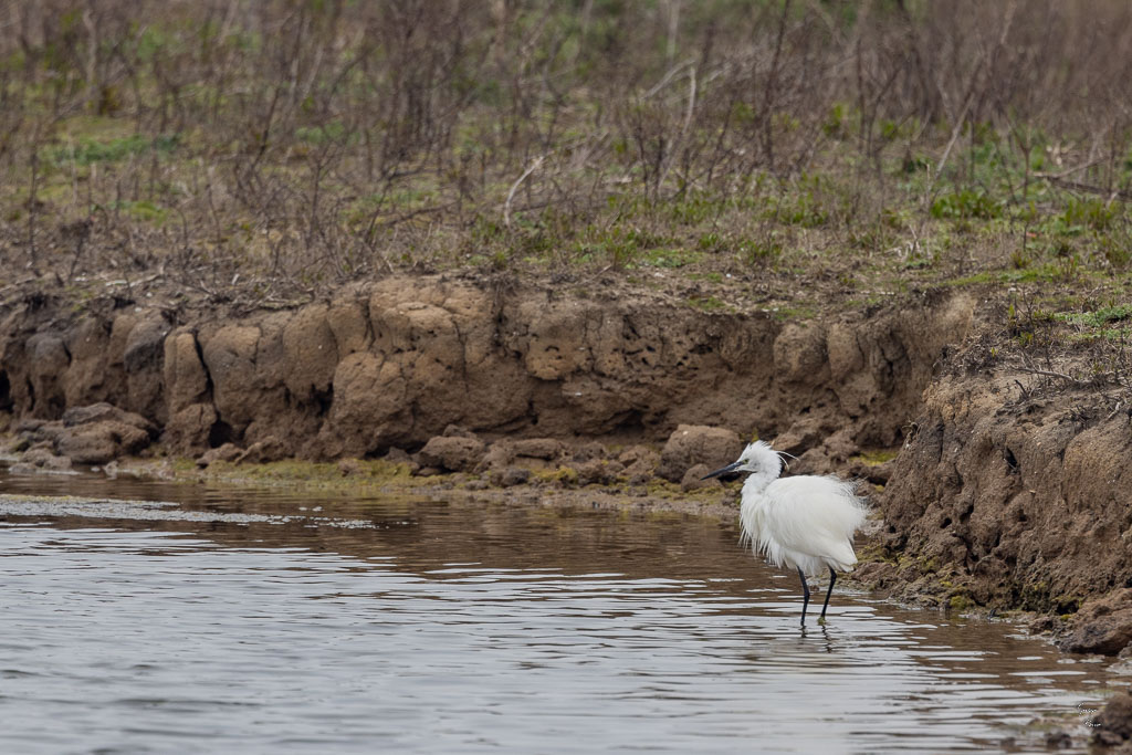 Aigrette garzette (Egretta garzetta)-3.jpg