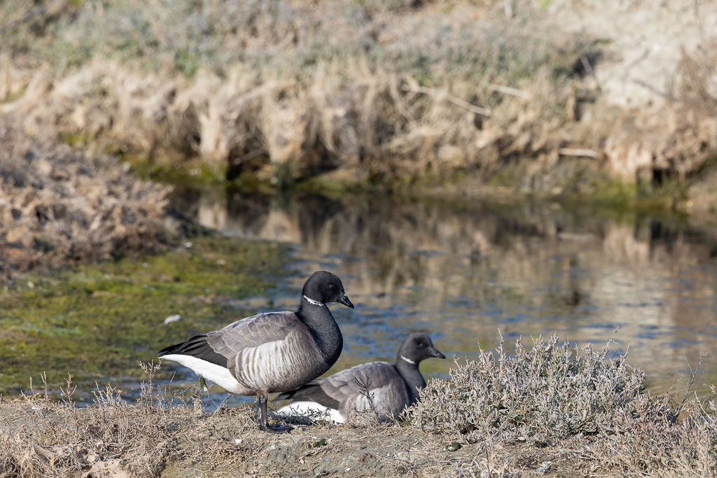 Bernache cravant (Branta bernicla)-16.jpg