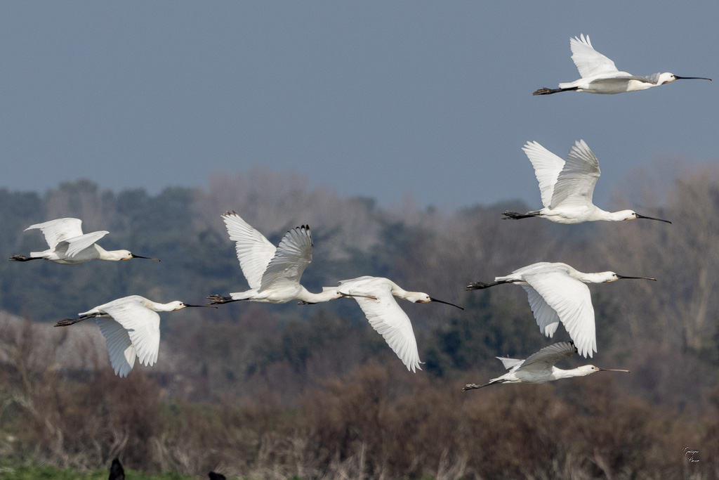 Spatule blanche (Platalea leucorodia)-22.jpg