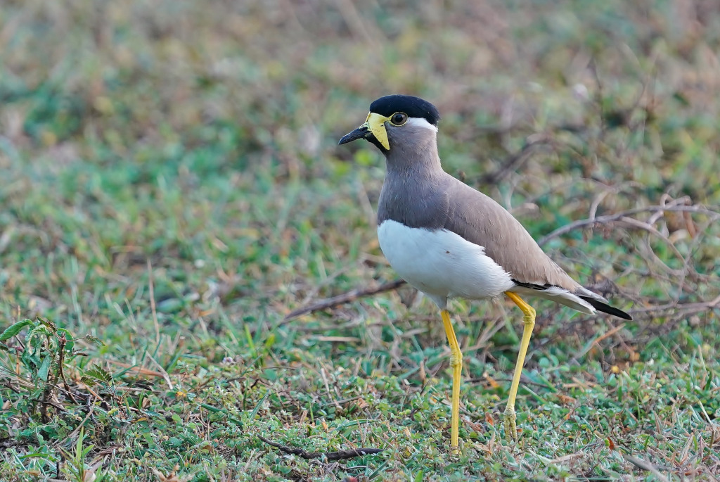 51-Vanneau de Malabar - Udawalawe.JPG