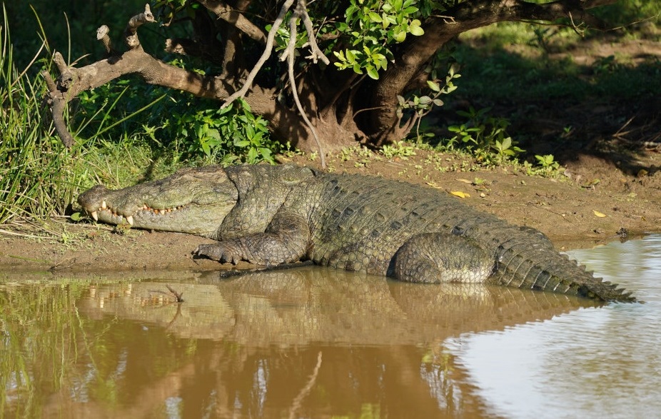 74-Croco-yala np.JPG