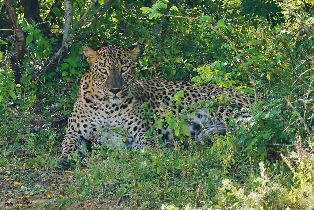 75-leopard- yala np.JPG