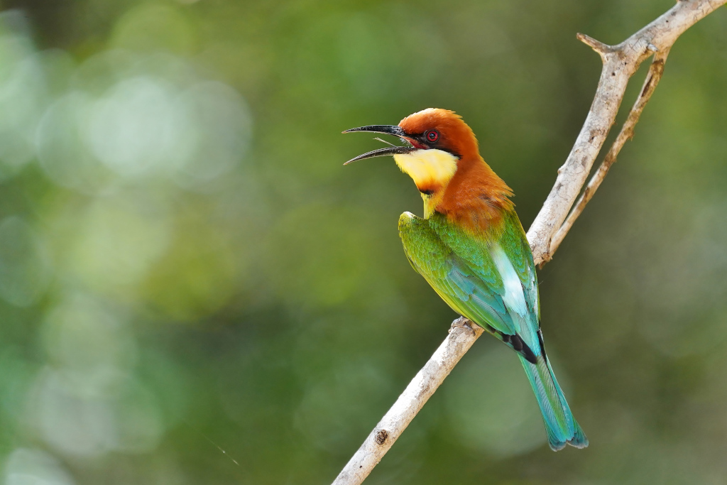 84-Guêpier de Leschenault - Yala NP.JPG