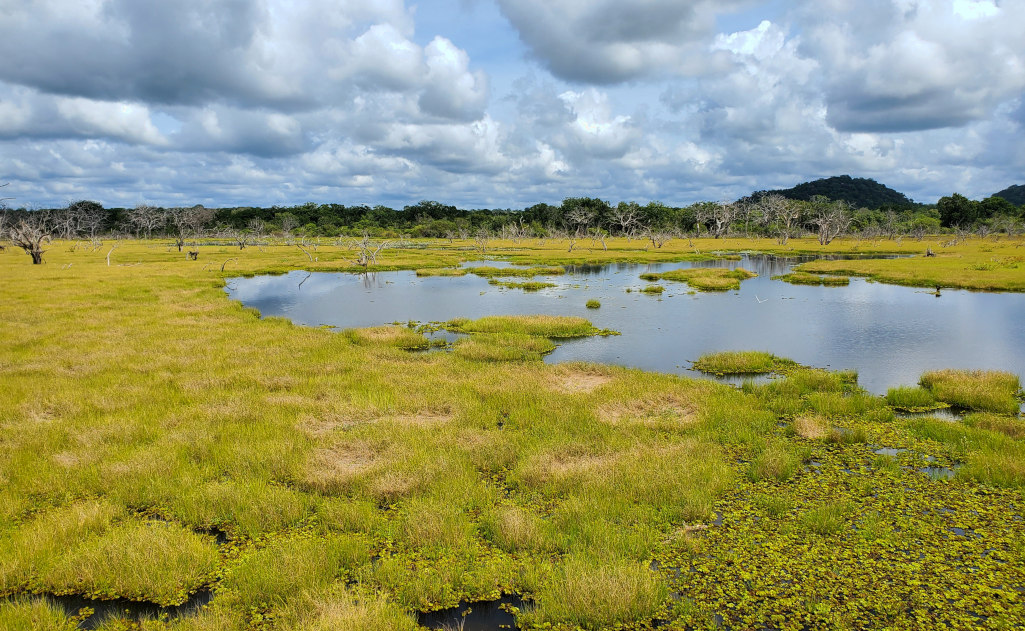 94-Yala NP.jpg