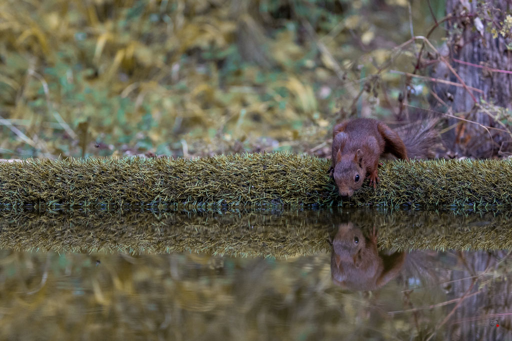 Ecureuil roux (Sciurus vulgaris) Red squirel-583.jpg