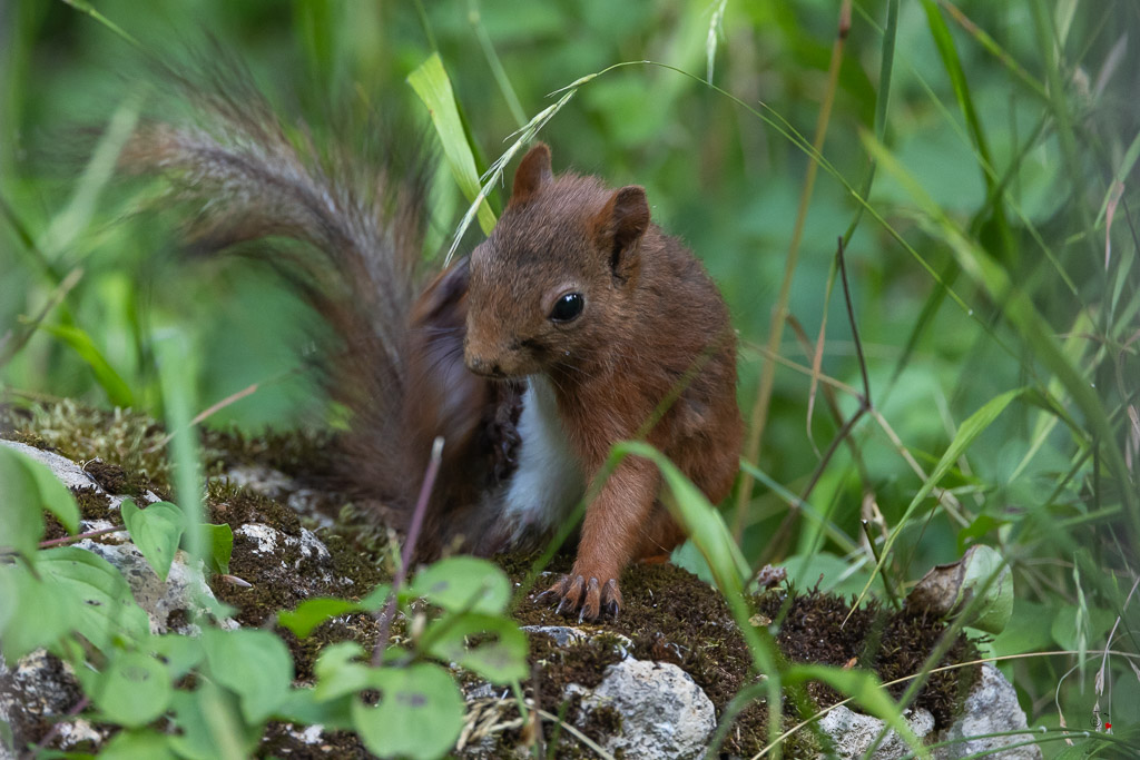 Ecureuil roux (Sciurus vulgaris) Red squirel-601.jpg