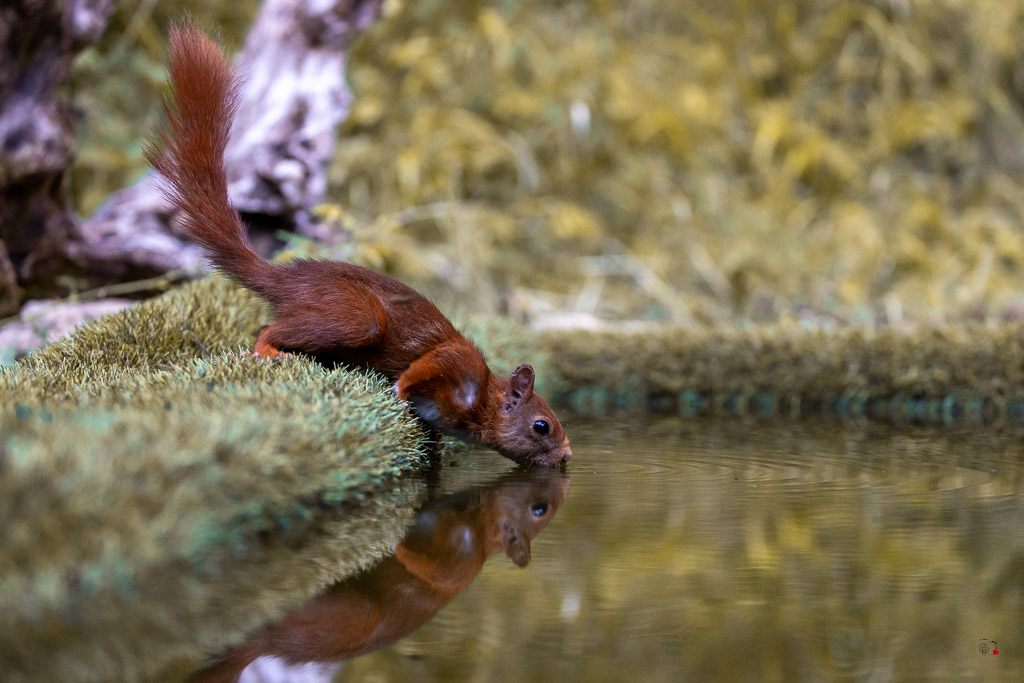 Ecureuil roux (Sciurus vulgaris) Red squirel-604.jpg