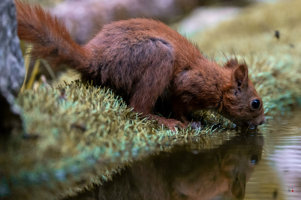 Ecureuil roux (Sciurus vulgaris) Red squirel-608.jpg