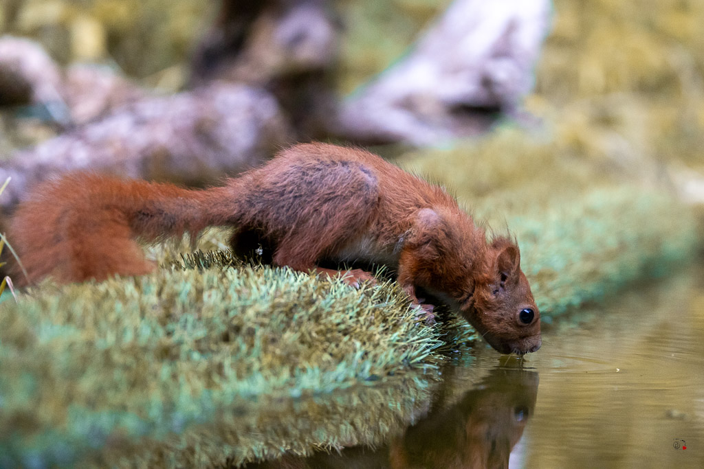 Ecureuil roux (Sciurus vulgaris) Red squirel-618.jpg