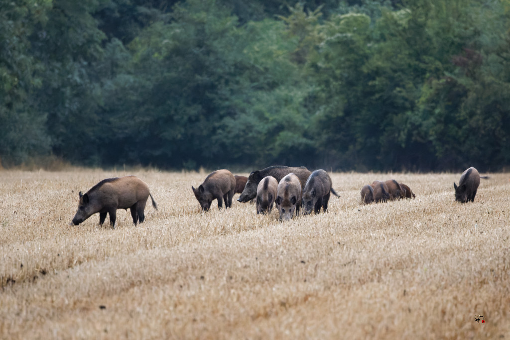 Sanglier (Sus scrofa) Wild boar-124_DxO.jpg