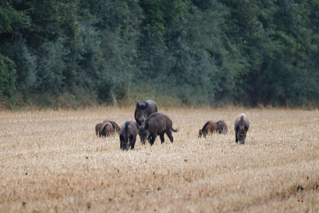 Sanglier (Sus scrofa) Wild boar-128_DxO.jpg