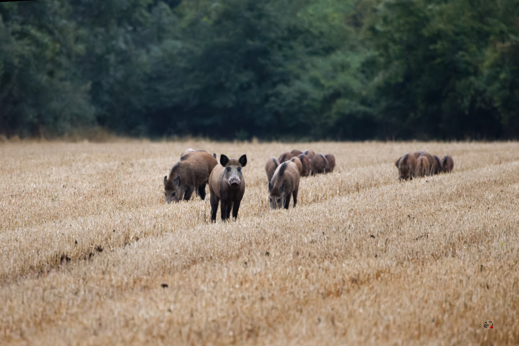 Sanglier (Sus scrofa) Wild boar-132_DxO.jpg