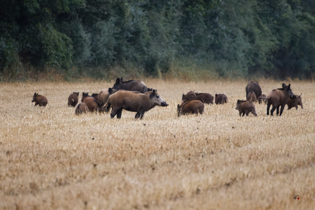 Sanglier (Sus scrofa) Wild boar-137_DxO.jpg