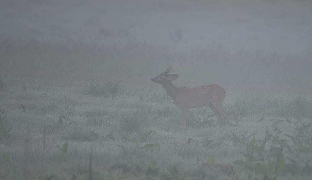 Chevreuil dans la brume -3-.jpg