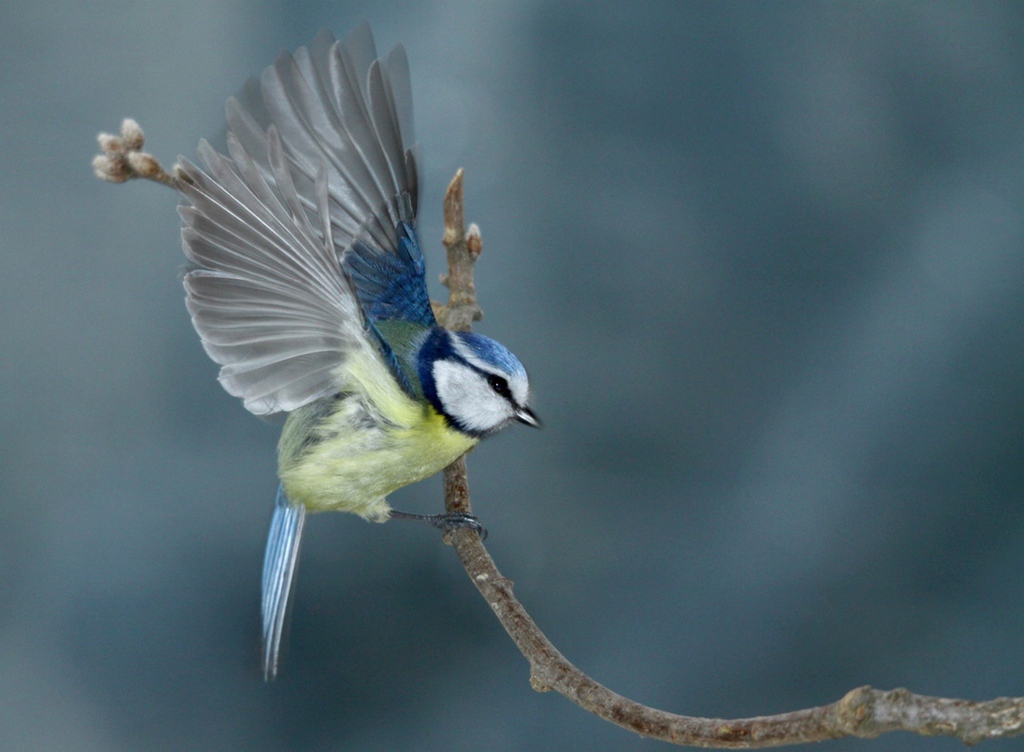 27  la mésange bleue.jpg