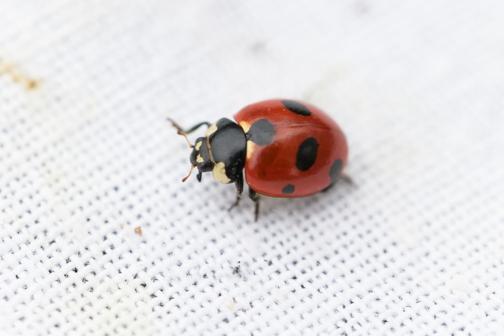 Coccinella magnifica1.jpg