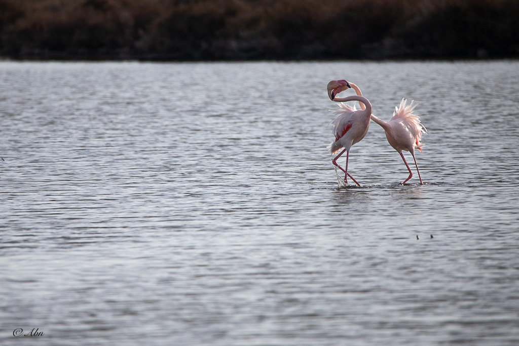 CAMARGUE-04.jpg