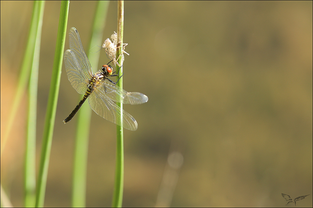 Leucorrhinia albifron ♀immat.jpg