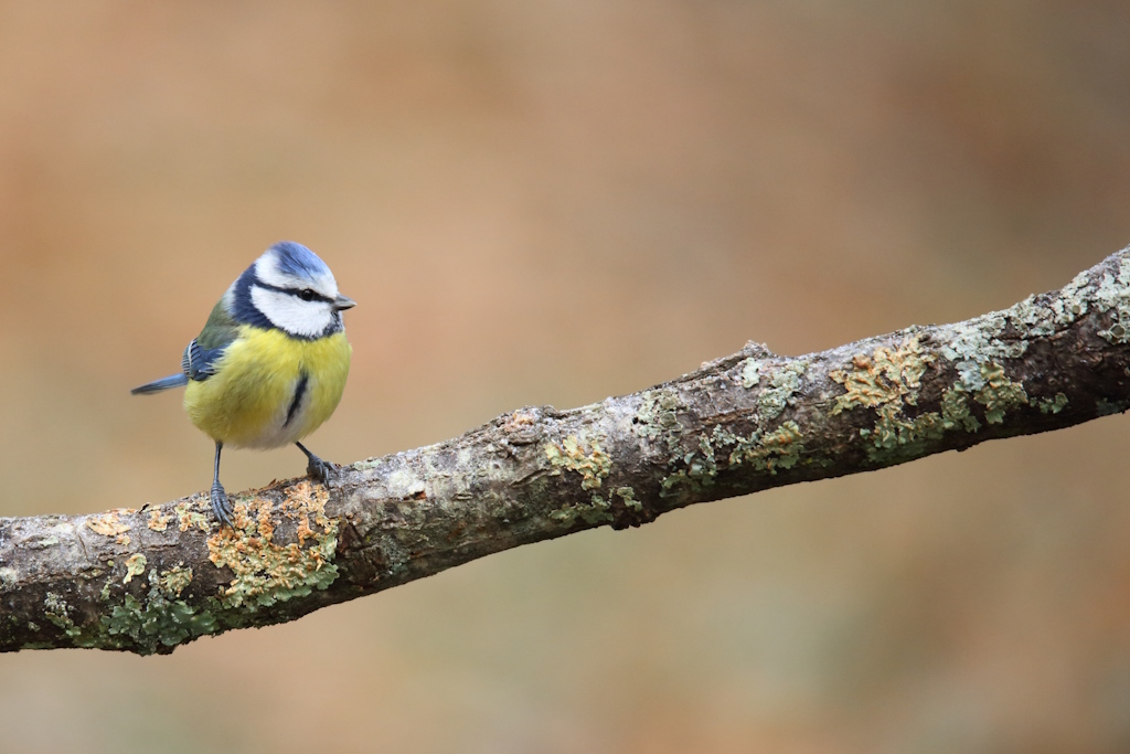 1194 Mésange bleue.JPG