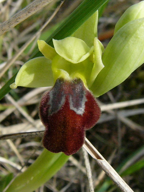 Ophrys Lupercalis-Coteau de chez Brau 31.jpg