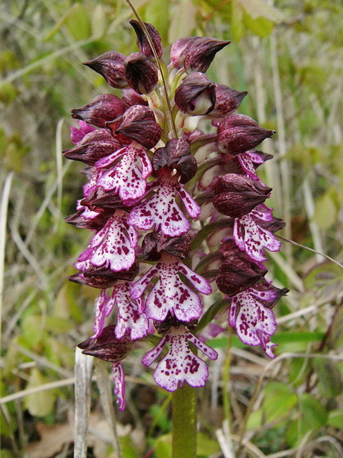 Orchis Purpurea.jpg