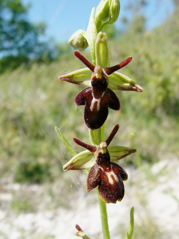 Ophrys Insectifera x Aranifera.jpg