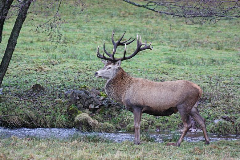 cerf ruisseau ori0000.JPG