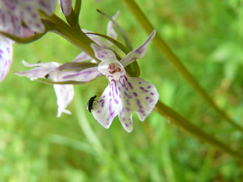 orchis_tachete.jpg