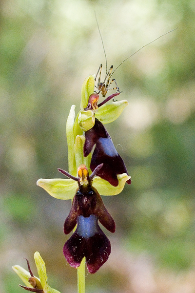 ophrys insectifera, afwijkend (1001)b-400s.jpg