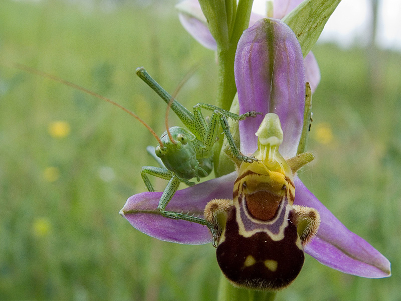 ophrys apifera, sprinkhaan (25)aa-800ss-10.jpg