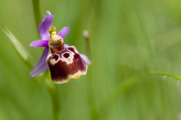 Ophrys_fuciflora.jpg