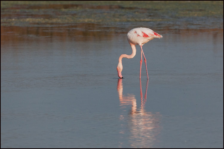 flamants-9880.jpg